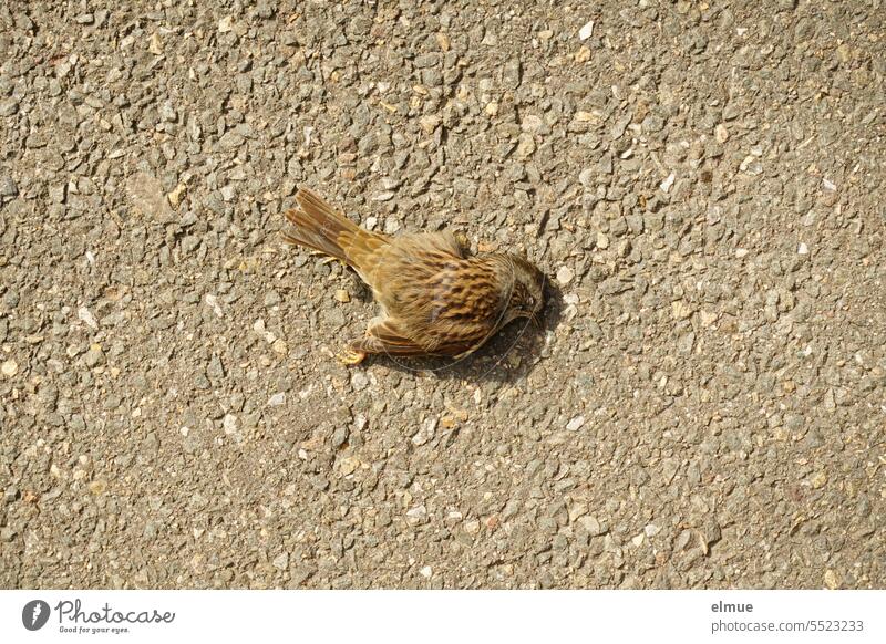 a dead sparrow bird lies on the asphalt floor dead bird Passerine Bird Hedge Accentor Dead animal Asphalt bird protection songbird Bird protection measure