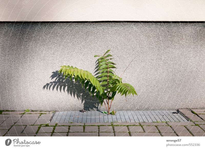 cellar plant Plant Autumn Leaf Wall (barrier) Wall (building) Cellar window Town Gray Green Foliage plant Leaf green House wall Colour photo Subdued colour