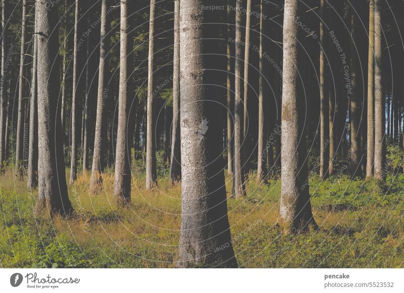 parallel world | not seeing the forest for the trees Forest Tree trunk parallels lines tight Nature Environment Landscape Forestry Wood Climate Climate change