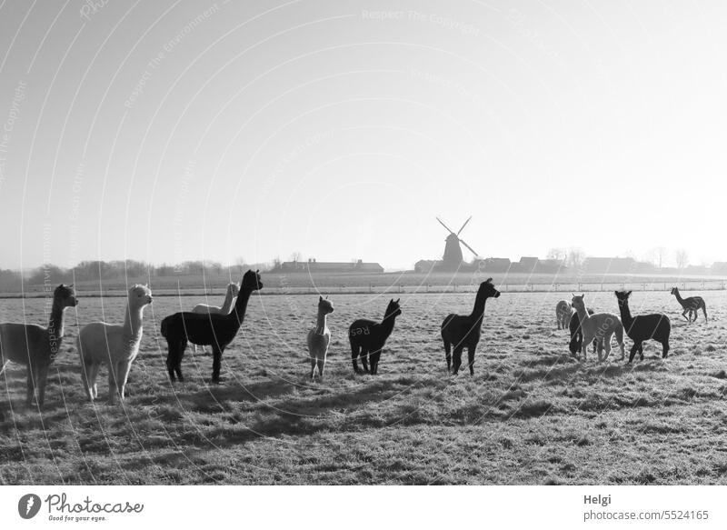 Alpacas on frosty meadow, a mill in the background animals Farm animals Meadow Willow tree Winter Winter morning chill Cold Frost Sunlight sunshine Windmill