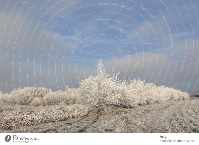 Winter wonderland winter landscape Hoar frost Frost Ice chill Winter morning freezing cold Cold Frozen Winter mood Winter's day Freeze Nature Exterior shot