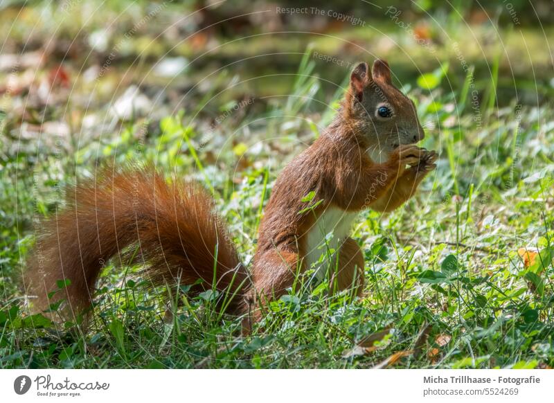 Eating squirrel in the meadow Squirrel sciurus vulgaris Wild animal Animal face Pelt Rodent Paw Claw Tails Ear Animal portrait To feed Close-up Detail