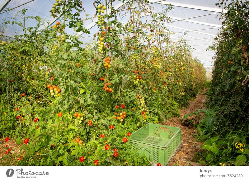 Greenhouse with tomatoes . organically grown Organic tomatoes Organic farming tomato plants Healthy Eating Organic produce sustainability organic vegetables