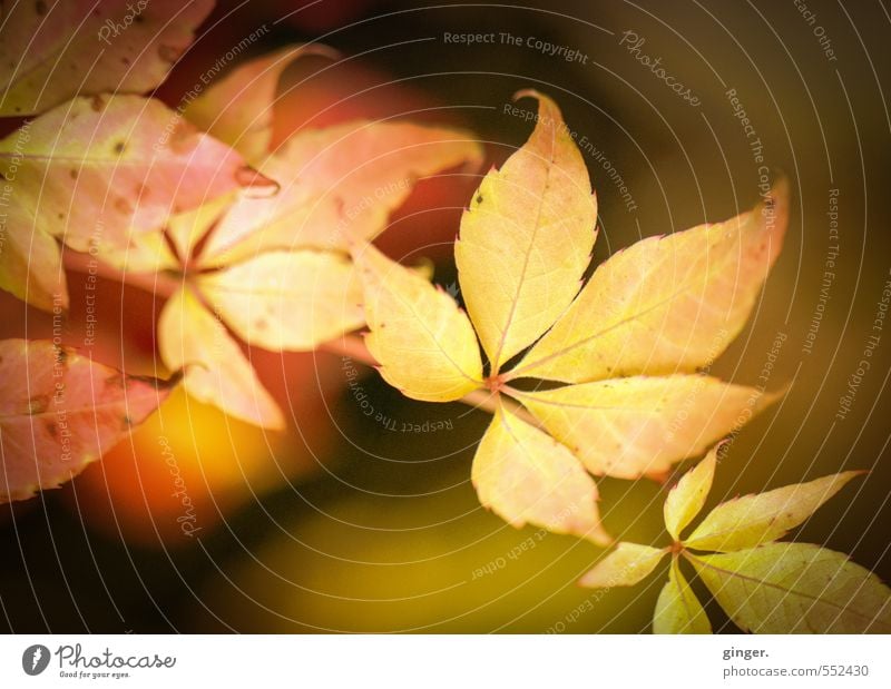 Happy birthday, Photocase! | Autumn sun on leaf Nature Plant Weather Beautiful weather Warmth Bushes Leaf Friendliness Near Natural Brown Yellow Gold Red