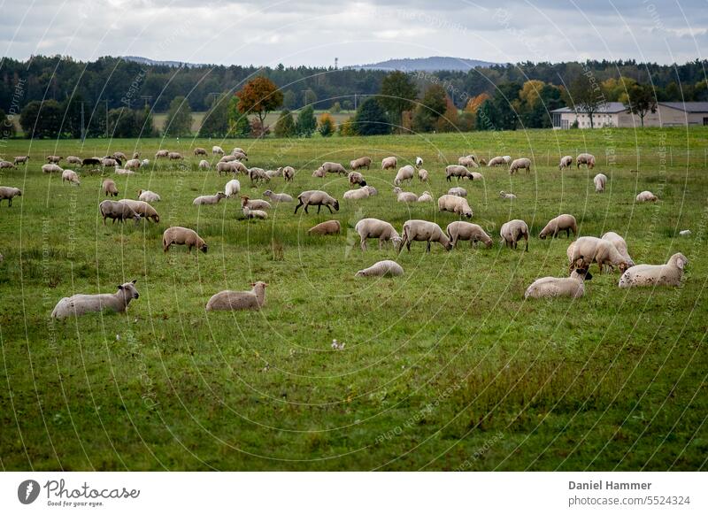 Large flock of sheep in autumn on a huge meadow directly on the federal highway. In the background a row of trees and whales and the Keulenberg in Saxony near Königsbrück.