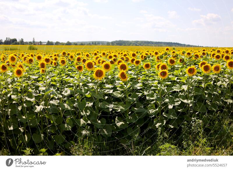 Fields plantation of blooming bright sunflowers at summertime. Botany. Cultivation of eco oilseeds. Harvest agriculture time. Sunflower seeds. Picture of an advertisement for sunflower vegetable oil