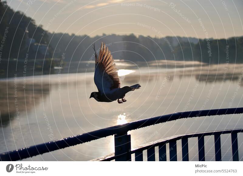 Dove in departure morning sun lake Sunlight Pigeon Grand piano Animal Exterior shot Flying Bird Flight of the birds Feather Take off - Activity Nature Freedom