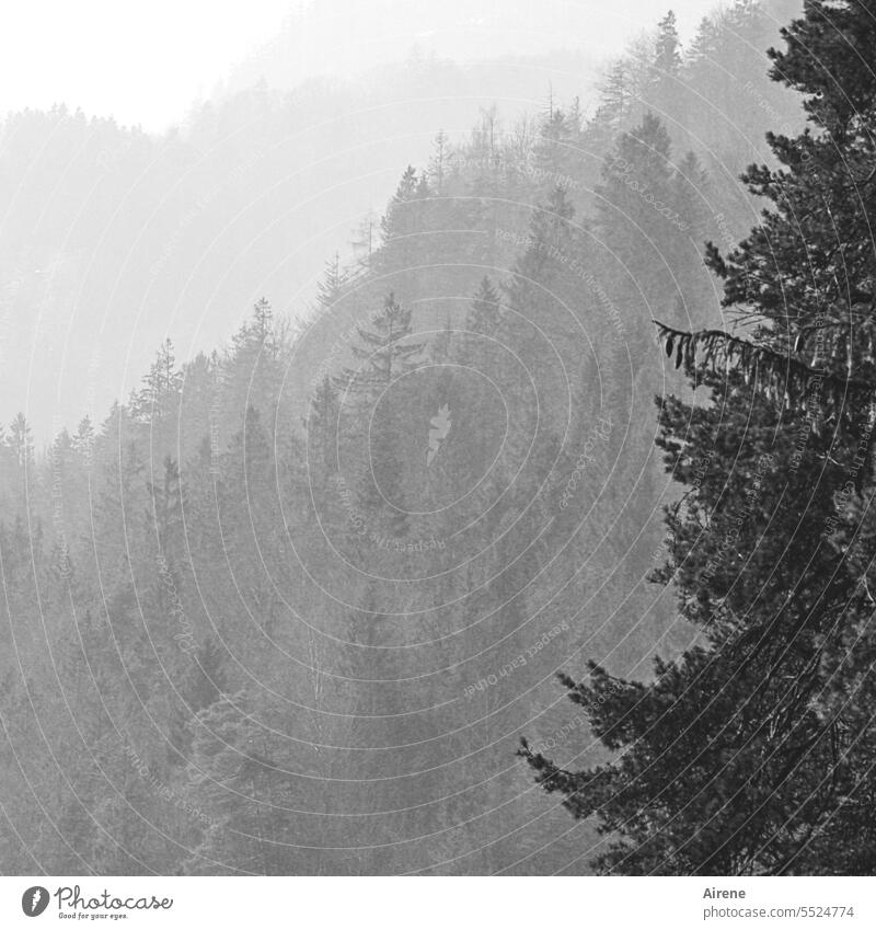 grey forest trees Mountain forest Forest Coniferous trees Coniferous forest Alps Landscape fir forest Tall Fir tree Tree Cold Steep White winter firs Winter
