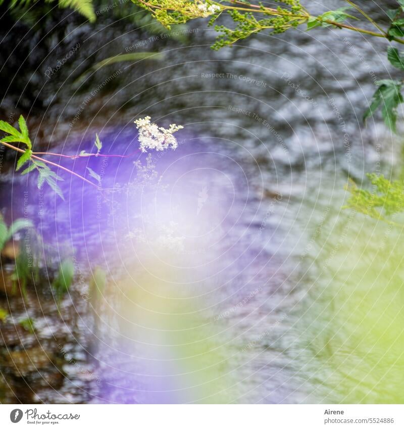 Purple reverie on the black river River Water tranquillity flowers Green Nature shallow depth of field purple bank Calm Violet Dark Rich pasture forest