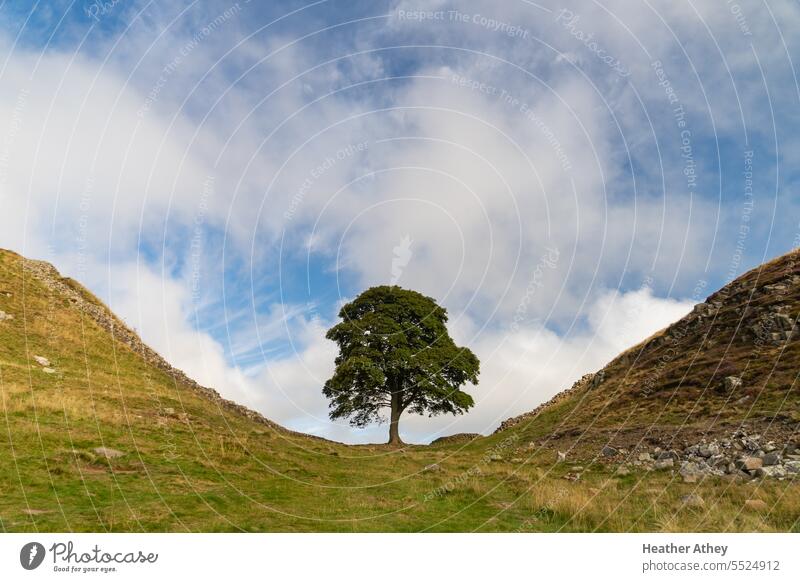 Sycamore Gap on the Hadrian's Wall trail in Northumberland, UK gap tree lone roman heritage England Felled iconic landmark country countryside landscape