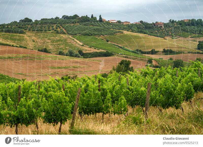 Vineyards of Chianti near Poggibonsi Europe Italy San Donato Siena Tuscany agriculture color country day green hill landscape nature photography plant rural