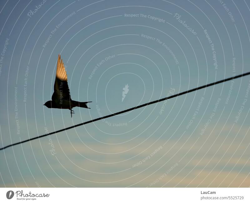 Tightrope act - Elegant crossing swallow Bird flight Flying Bird in flight Swallowtail Swallow in flight Traverse birdwatching Grand piano Sunlight Twilight