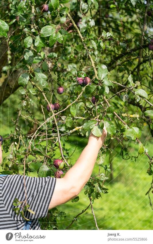 a woman discovered an orchard while hiking and picks a plum orchards outdoor Tree Plum tree Exterior shot Deserted Plant Nature Garden Fruit Fruit trees Summer