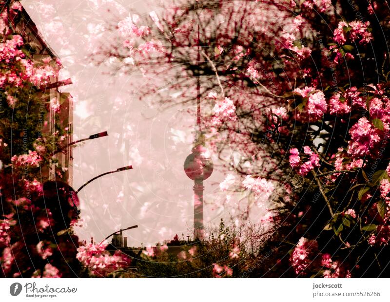 Spring with cherry blossoms and television tower Berlin TV Tower Cherry blossom Landmark Double exposure Prenzlauer Berg Silhouette Reaction defocused bokeh