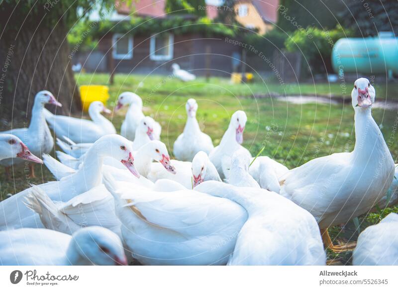 A gang of geese hangs out in the garden and looks suspiciously at the camera Goose animals Animal group Clique White Garden Farm animals Poultry birds Bird Beak