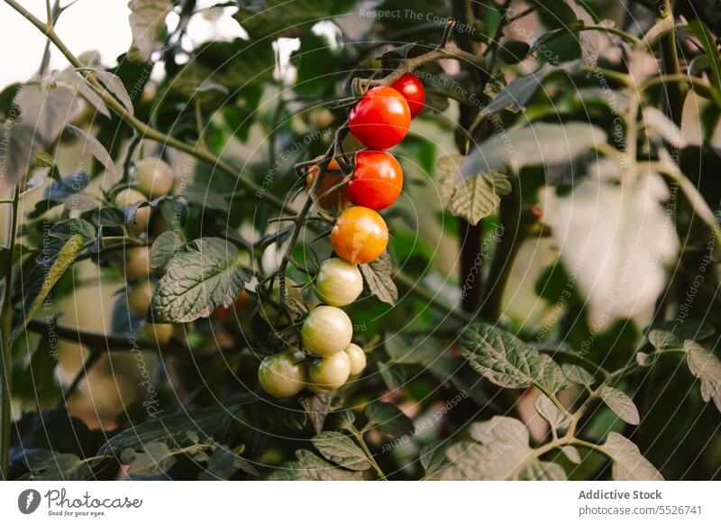 Bunch of tomatoes on plant branch growth garden sunny daytime agriculture food vegetable fresh organic natural healthy bunch hanging vegetation vitamin