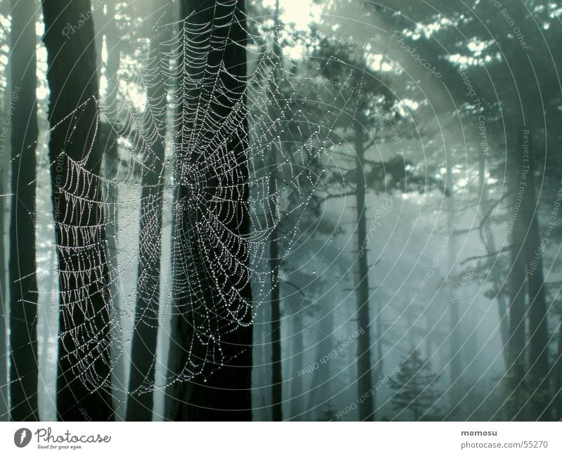 spider forest Forest Tree Scots pine Spider's web Light Fog Autumn Interlaced Light (Natural Phenomenon) Rope