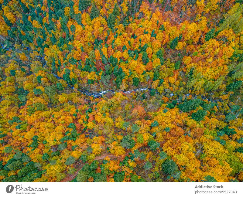Autumn forest with colorful trees autumn woods nature plant woodland grow fall foliage flora environment dense multicolored landscape vegetate scenic tall vivid