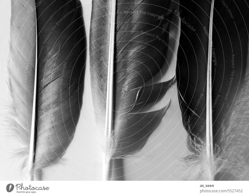 feathers Feather three Black and white photography quill pen Bird Collection plumage garnered Row in rank and file Structures and shapes variation Nature