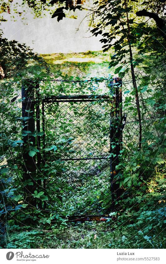 Gate to the enchanted garden Goal Garden door Old Wild Feral urban Green Light Deserted Nature naturally Entrance Growth Bushes Overgrown Transience sunny