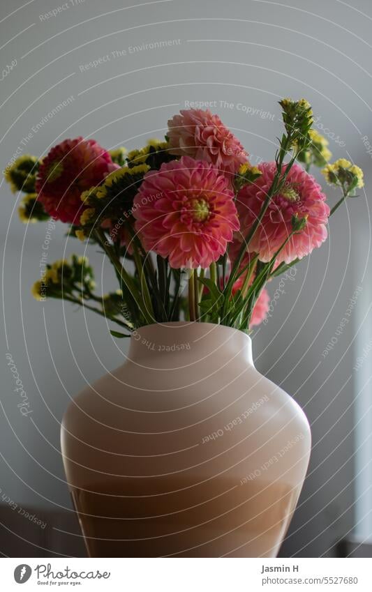 Dahlias in vase pink Vase Bouquet Decoration Colour photo Blossom pretty flowers Deserted Vase with flowers Interior shot Blossoming Flower Nature ornamental