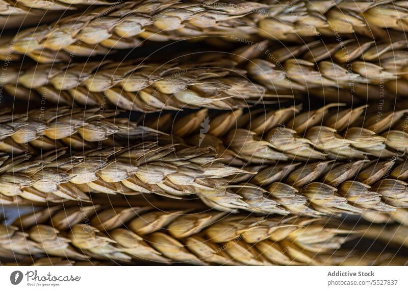 Wheat ears bouquet wheat cereal rye twig rural dry stem fragile stalk spike dried branch thin sprig plant long rustic minimal herb bunch high angle from above