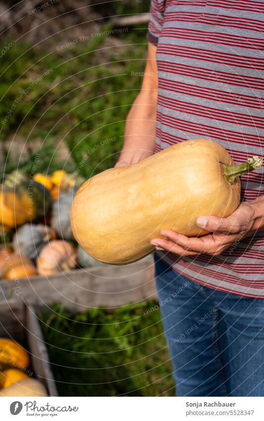 A man holds a butternut squash in his hands butternut pumpkin Man Autumn Vegetable Organic Fresh Harvest Agriculture Farm Green vegetarian Raw Mature
