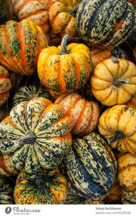 Top view of colorful pumpkins. Autumn background. Pumpkin plan Vegetable seasonal Food Thanksgiving October Decoration Hallowe'en Orange Harvest Agriculture