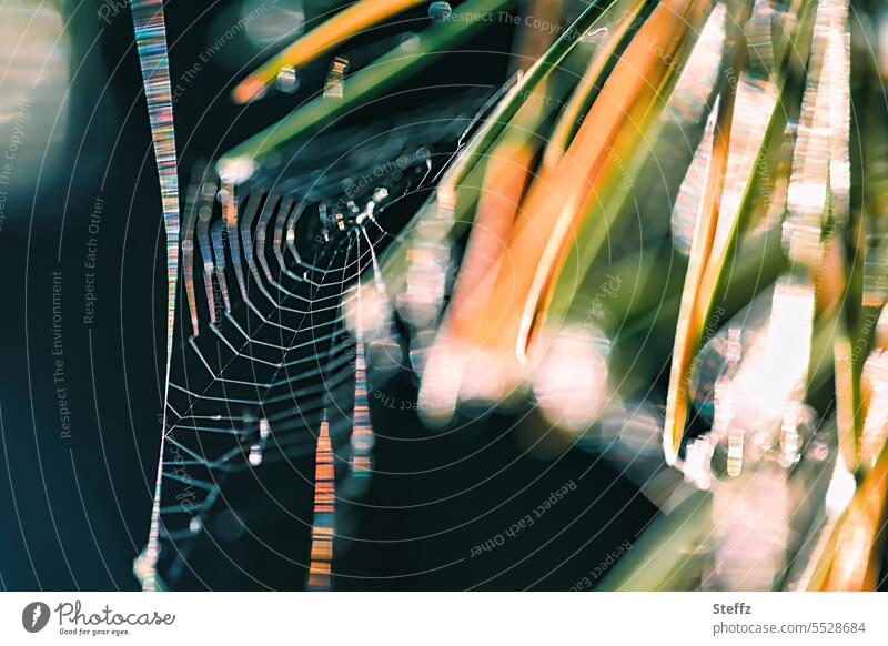 a spider's web in pine needles conifer branch Spider's web Spider Thread light reflexes needle leaf Light Glittering Fir needle Foliage plant Conifer leaves