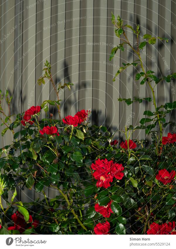 Rose plant in front of corrugated iron pink rosaceous plant rose petals Romance Corrugated sheet iron artificial light Blossom Fragrance lines city garden