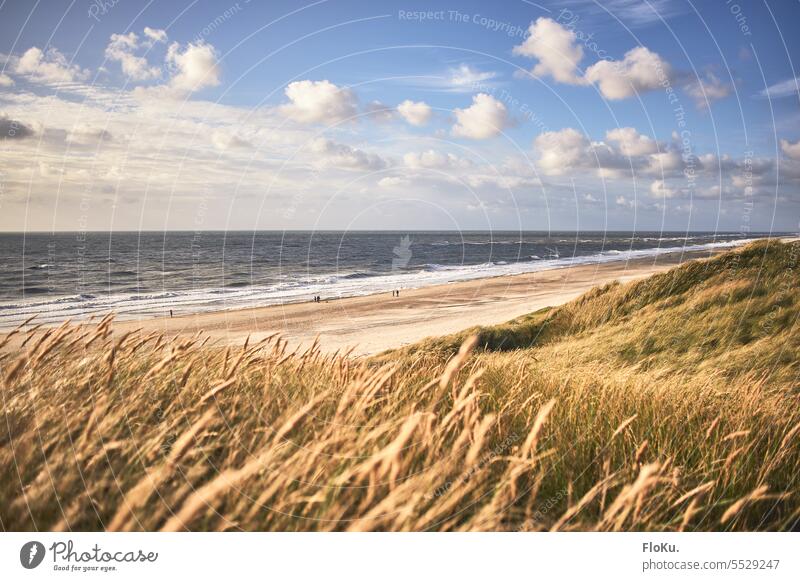Golden coast in Jutland North Sea North Sea coast Beach duene Sand Vacation & Travel Marram grass Nature Landscape Ocean dunes Sky Denmark Relaxation Tourism