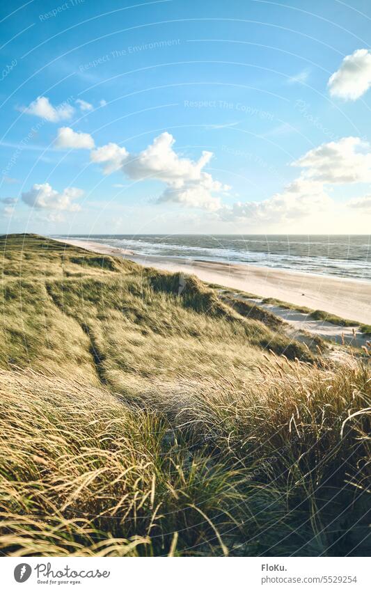 Sunshine and dune grass on the Danish coast dunes Denmark North Sea Beach Ocean Vacation & Travel Sky Sand Nature North Sea coast Clouds Landscape duene