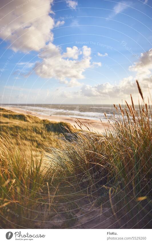 Dune grass on the dunes of Denmark's North Sea coast Beach duene Sand Vacation & Travel Marram grass Nature Landscape Ocean Sky Relaxation Tourism Clouds voyage