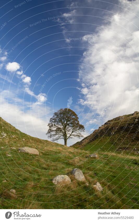 Sycamore Gap on the Hadrian's Wall trail in Northumberland, UK gap tree lone roman heritage England Felled iconic landmark country countryside landscape
