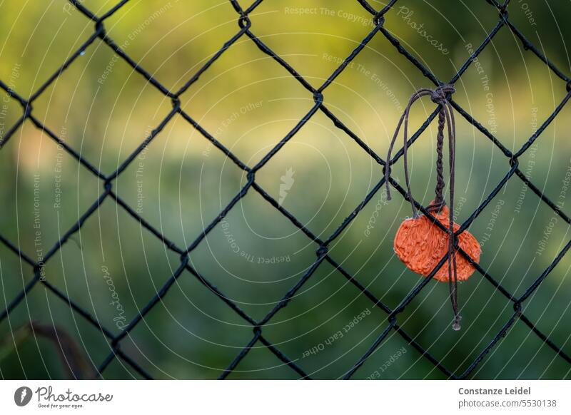 Orange decoration hanging on the fence. Fence Decoration Colour photo Green Knot intertwined link Deserted Detail Structures and shapes Exterior shot Hang