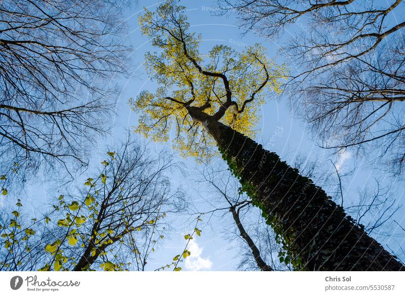 Trees tree canopy looking up frog perspective with gold yellow leaves framed by bare trees treetops and blue sky in background from below Forest Upward