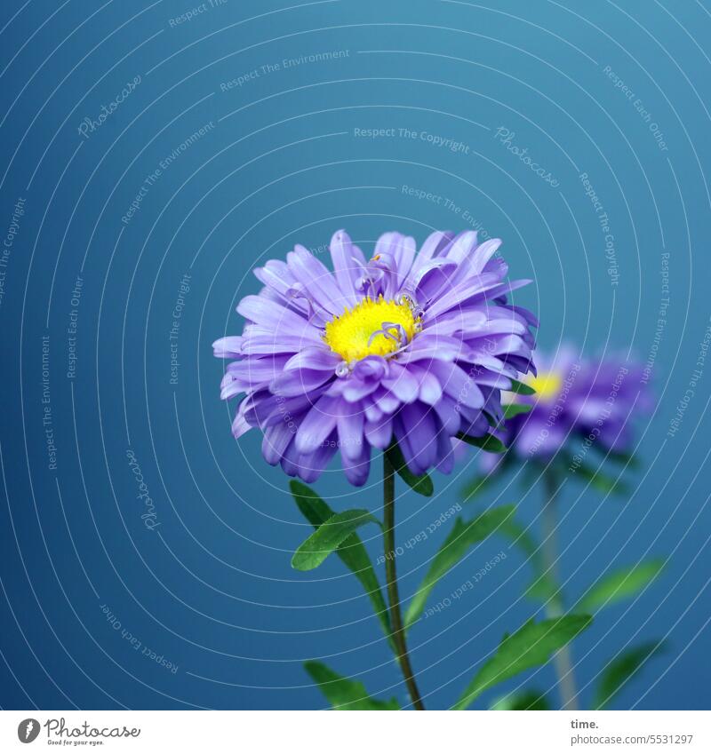 purple autumn asters in front of a blue wall Wall (building) Wall (barrier) Perspective Nature Environment Facade Plant suction feet daylight Biology Detail