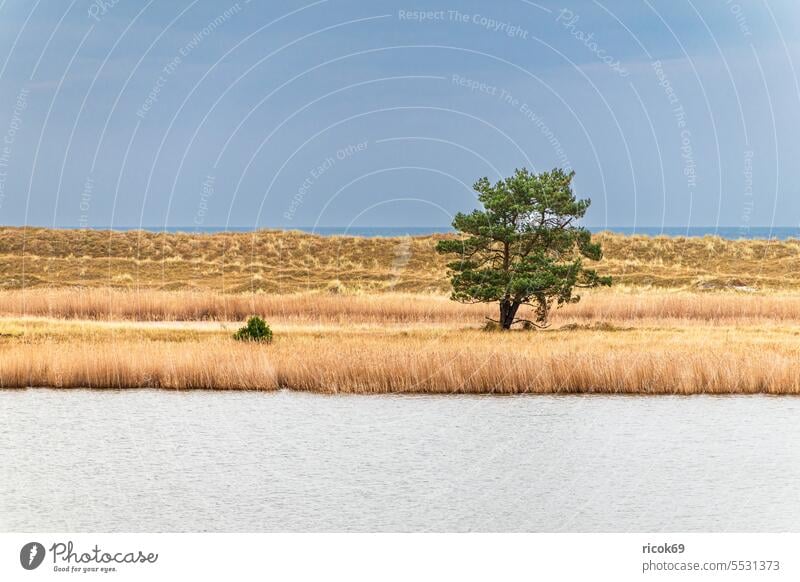 Tree in the reeds on Fischland-Darß Baltic Sea coast Prerow fischland-darß Baltic coast Ocean Mecklenburg-Western Pomerania
