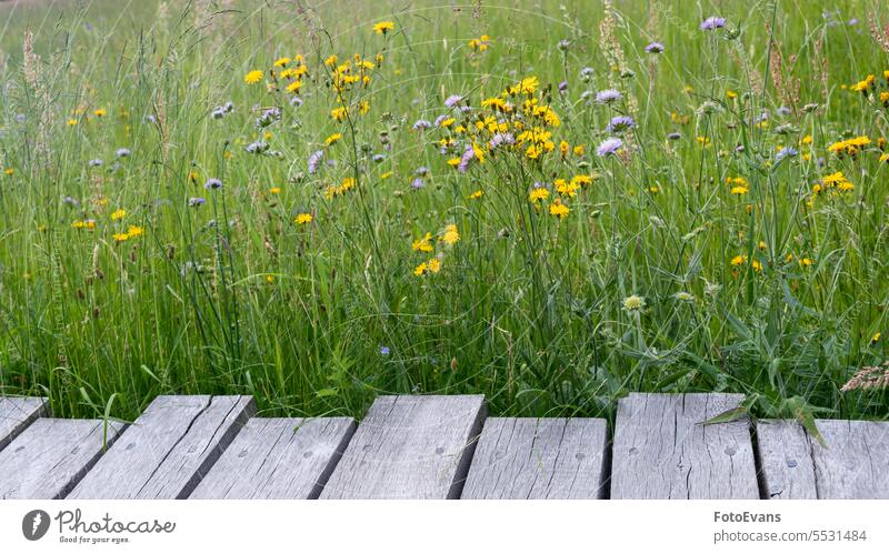Wooden planks with flower meadow wood copy space flowers purple concept day background meadow flower grasses backgrounds nature wooden jetty wild flowers