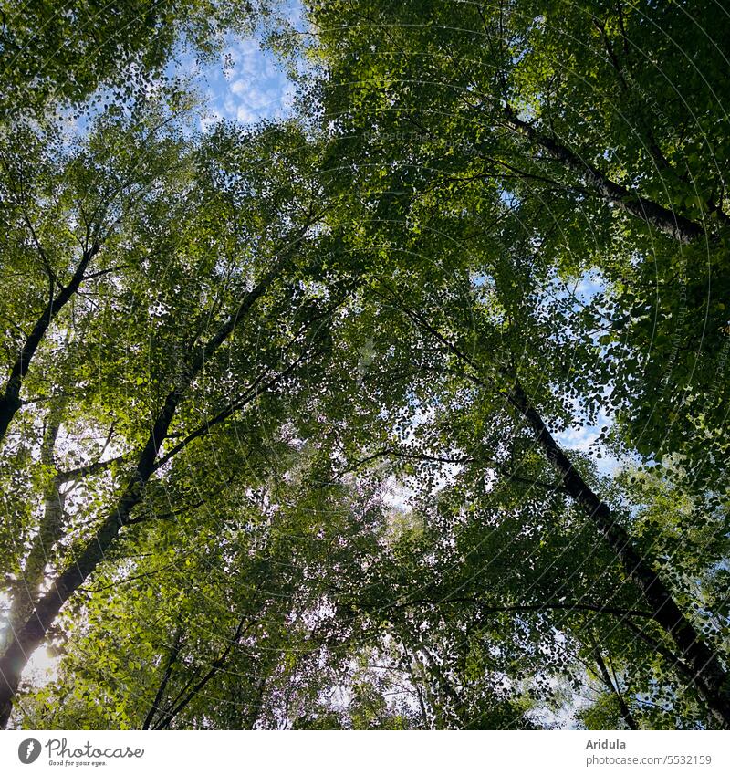 View into the green treetops against blue sky with small white clouds trees Tree Green leaves Worm's-eye view Leaf Forest Treetop Light Sunlight Nature Clouds