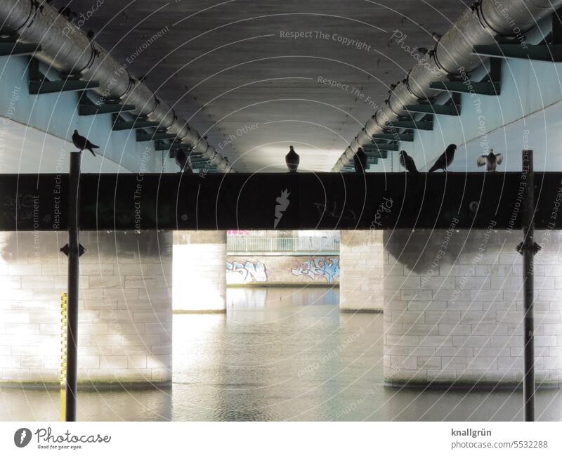 under the bridge Bridge Pigeon River Reflection Dark Meeting point Town Water Architecture Exterior shot Deserted Manmade structures Colour photo Downtown
