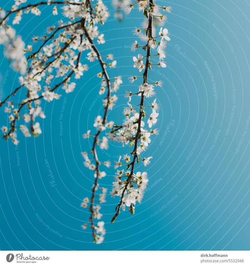 Cherry blossom on a branch in front of a blue sky Spring Pink Cherry tree Blossom Blossoming pretty Spring fever Park Tree Sprout come into bloom naturally