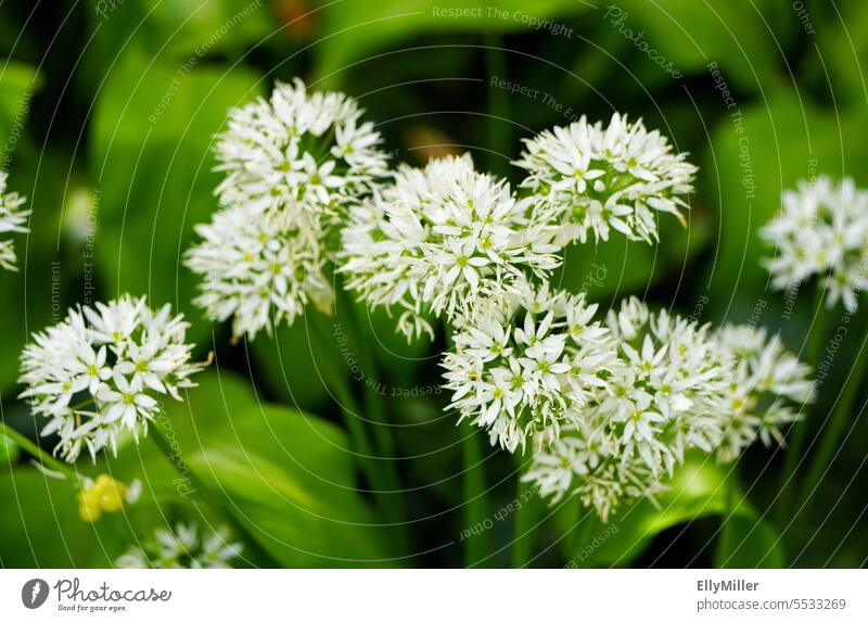 Flowering wild garlic Club moss Blossom wild garlic blossom White Green Plant Spring Nature Blossoming Close-up Wild plant Environment naturally Growth