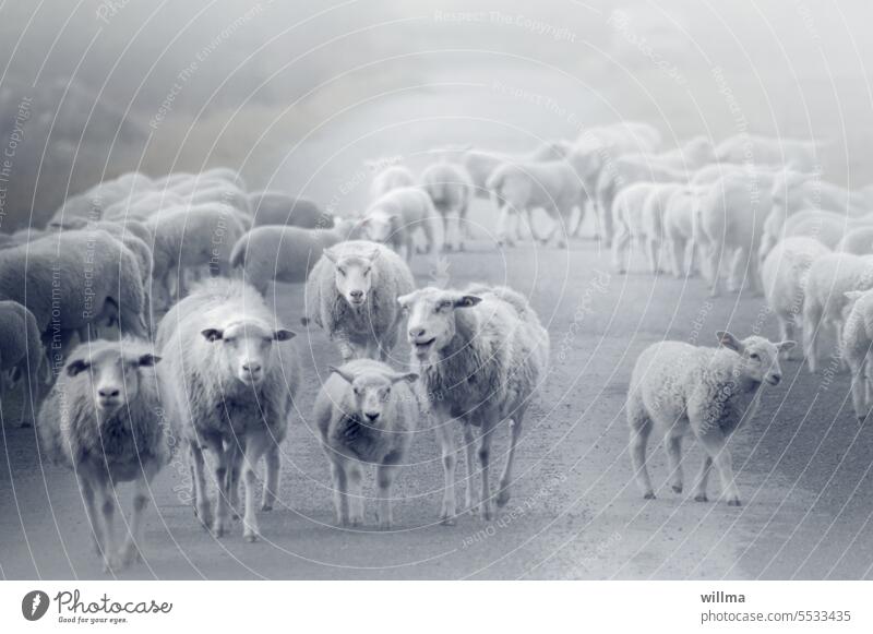 The sheep shifters Flock Herd lambs Farm animal Group of animals Street