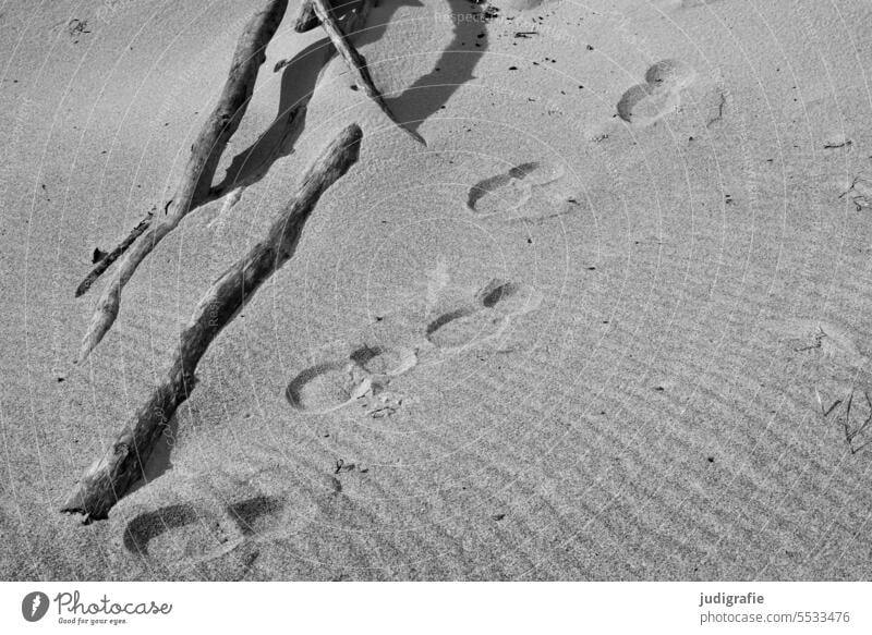 tracks Beach Sand Tracks Footprint footprint shoe prints Western Beach Ocean Sandy beach Imprint Branch trace coast To go for a walk footprints Relaxation