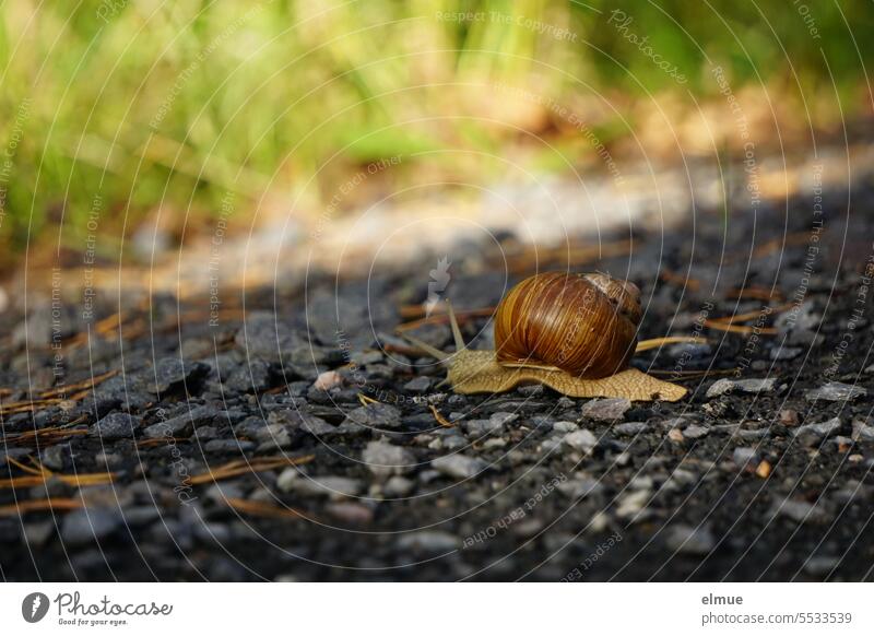 Vineyard snail crawling on an asphalt road towards a meadow escargot Crumpet Asphalt helix pomatia cochlea Snail shell Snail king Screw shape tempo snail's pace