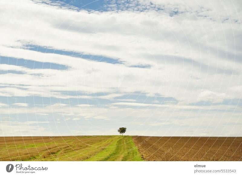 small deciduous tree on horizon between harvested fields Tree Deciduous tree solitary Field off the beaten track Right ahead Landscape expedient Agriculture