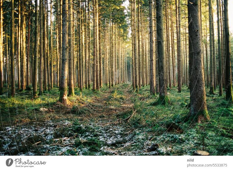 Forest bath - light spruce forest Colour photo Nature Exterior shot forest bath Analogue photo Kodak Deserted Environment Relaxation Loneliness Calm