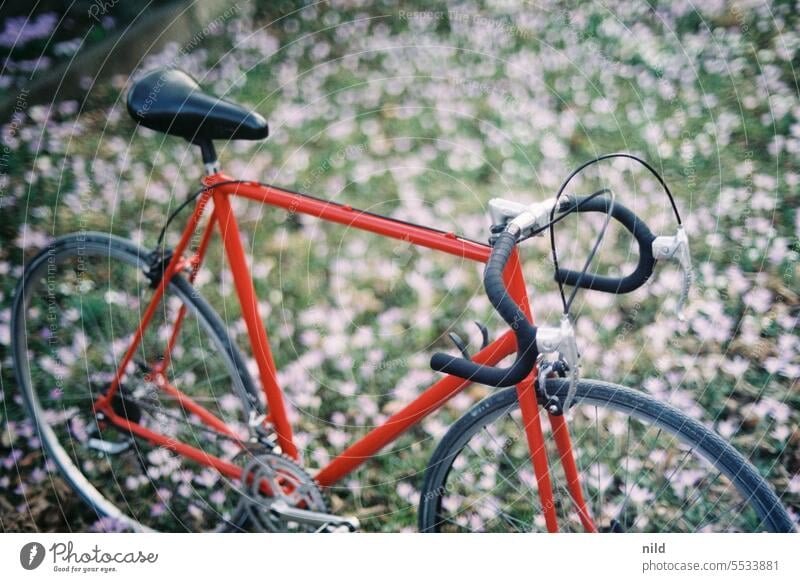 Red vintage road bike Racing cycle Bicycle Retro Lifestyle Athletic Exterior shot Mobility Sports Colour photo Leisure and hobbies Cycling Steel