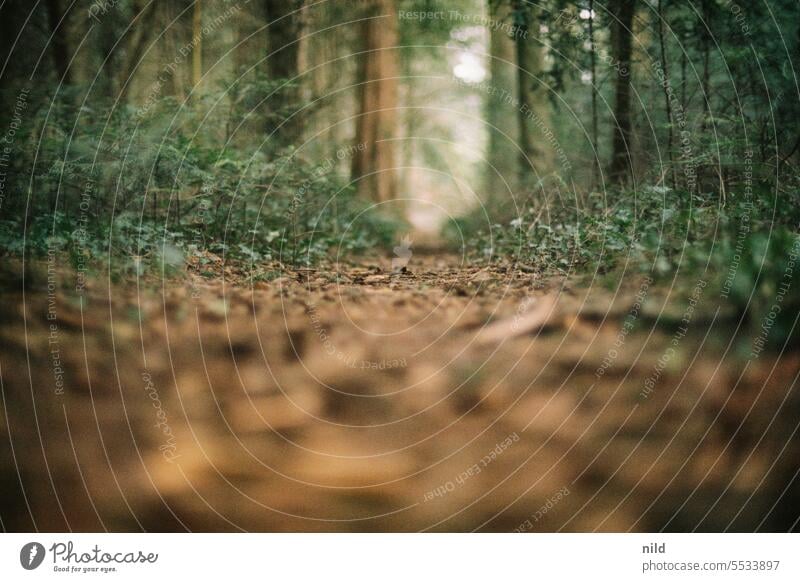 Forest bath - forest path Colour photo Nature Close-up Exterior shot Shallow depth of field forest bath Analogue photo Kodak Deserted Environment Relaxation